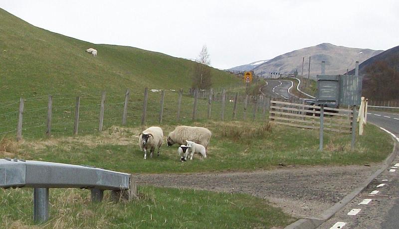 Perth-Aviemore, overzicht dag3, (122).JPG